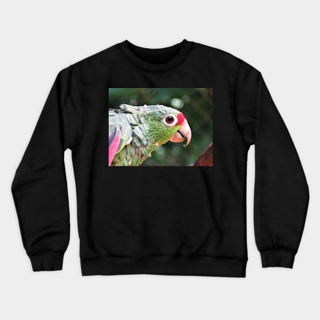 Green Parrot Photography Crewneck Sweatshirt by julyperson